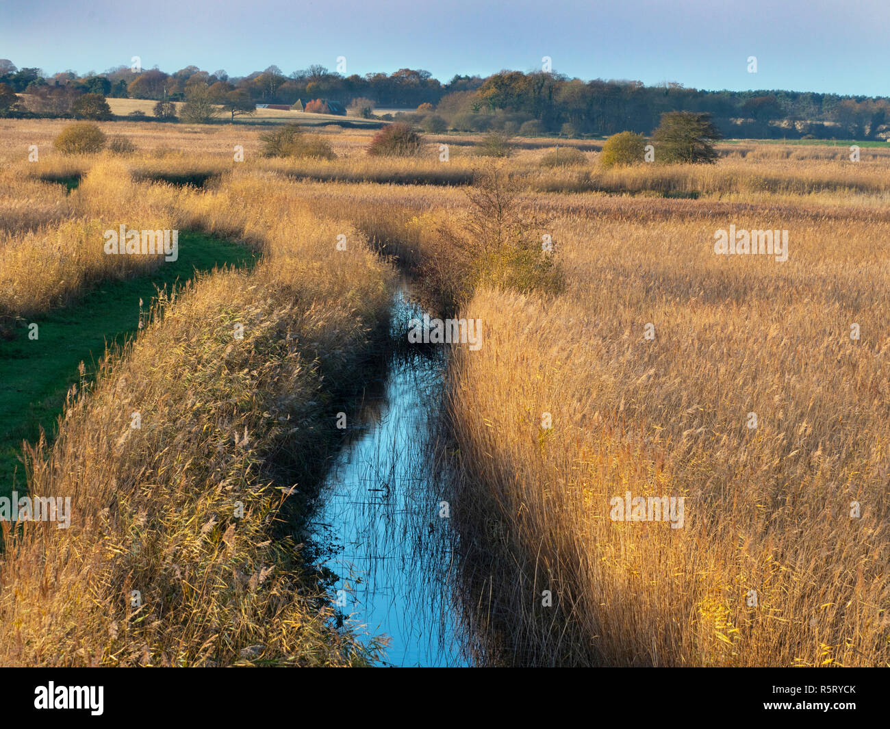 Large reed bed at RSPB Minsmere Suffolk UK Stock Photo