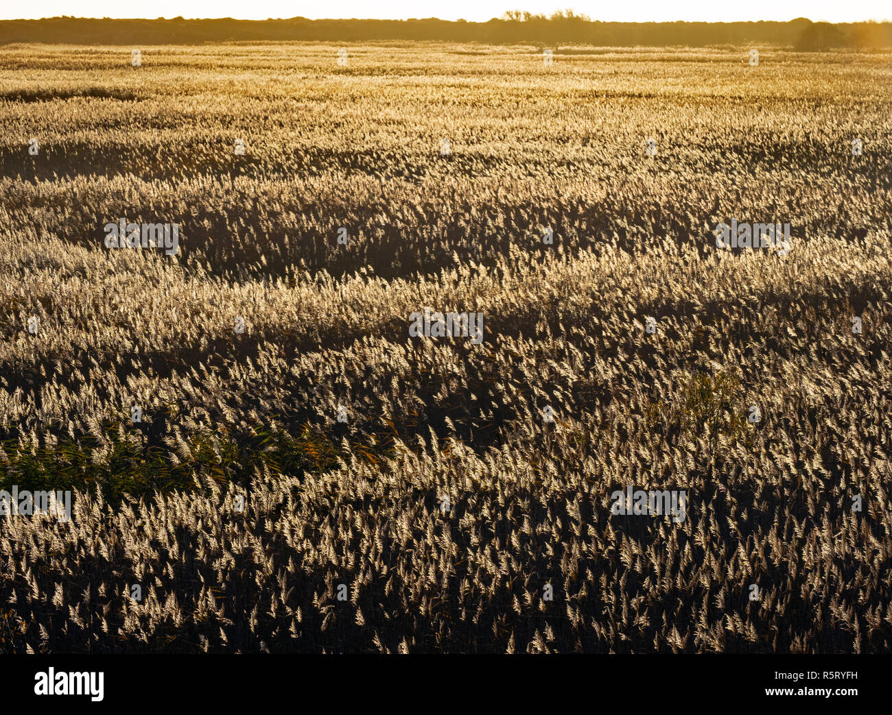 Reed bed birds hires stock photography and images Alamy