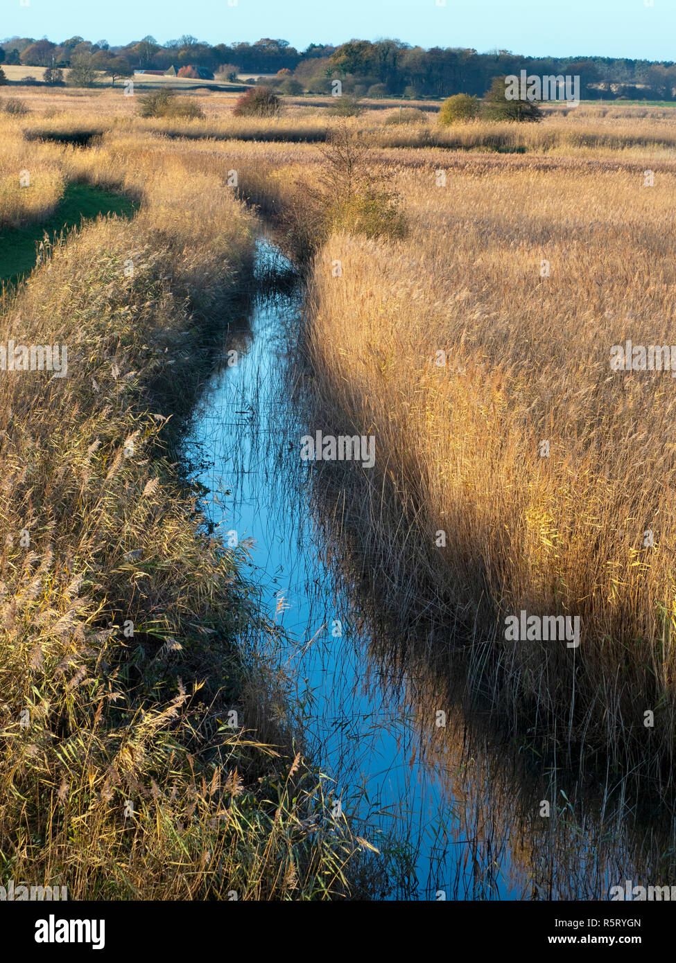 Large reed bed at RSPB Minsmere Suffolk UK Stock Photo