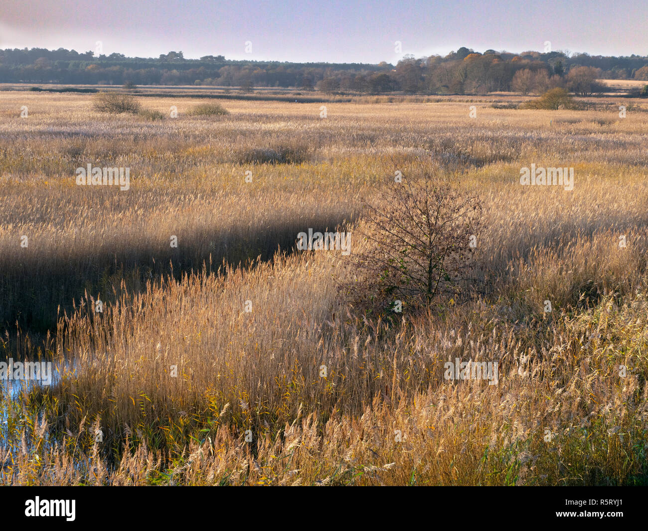 Large reed bed at RSPB Minsmere Suffolk UK Stock Photo