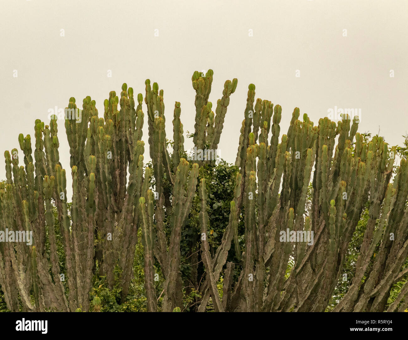 detail of Euphorbia ingens, the candelabra tree, Uganda, Africa Stock Photo