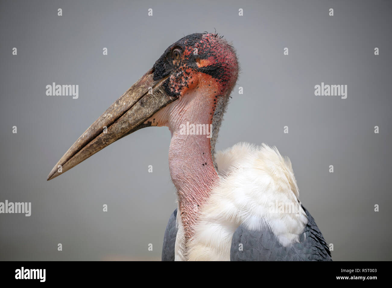 detail of head of Marabou Stork, Leptoptilos crumenifer, at Kazinga Channel, Queen Elizabeth National Park, Uganda, East Africa Stock Photo