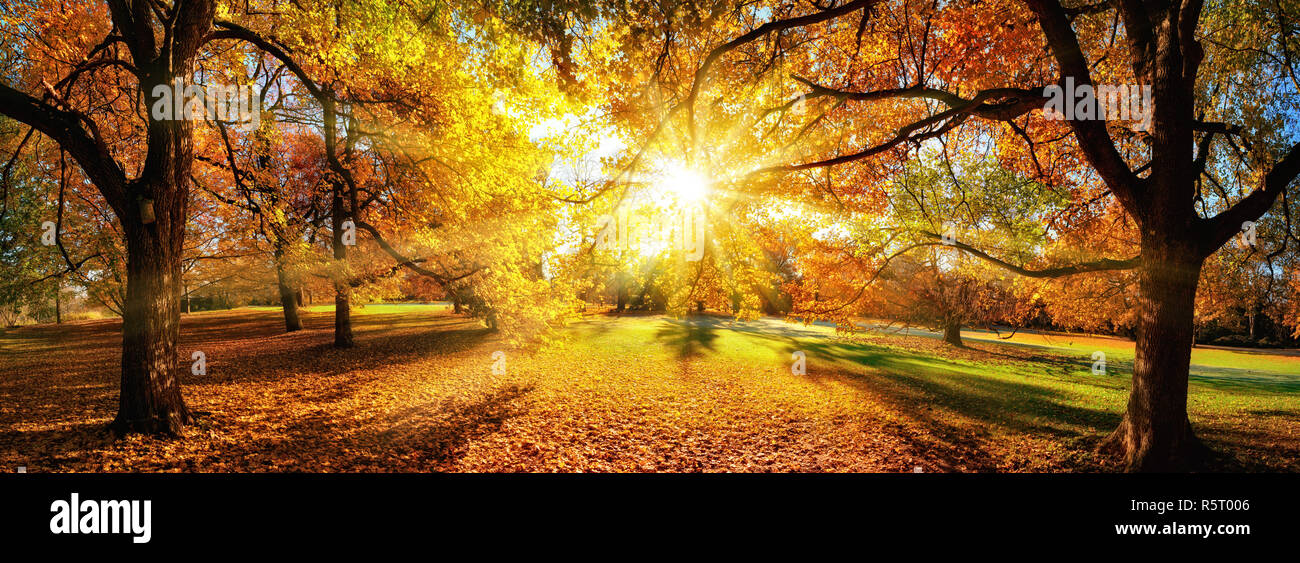 the sun enchants the trees in autumn,panorama in a beautiful park Stock Photo