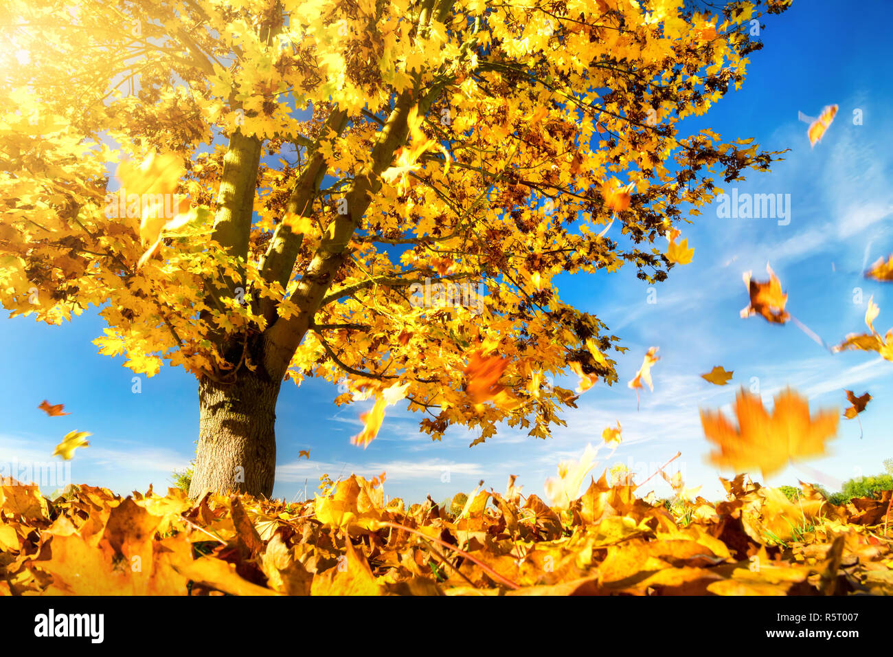 yellow leaves fall to the ground,maple tree on a beautiful autumn day Stock Photo