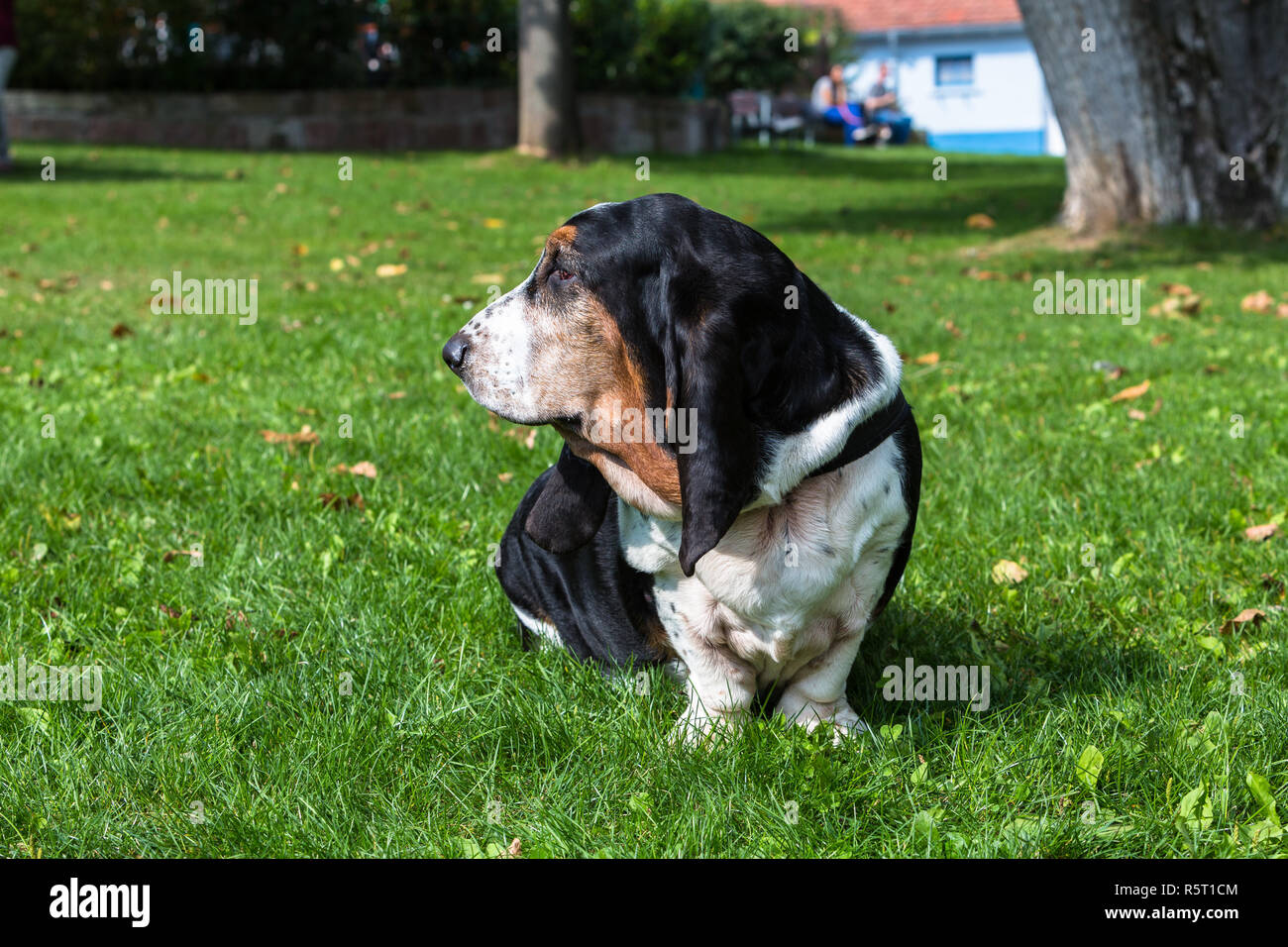 Basset stock and images - Alamy