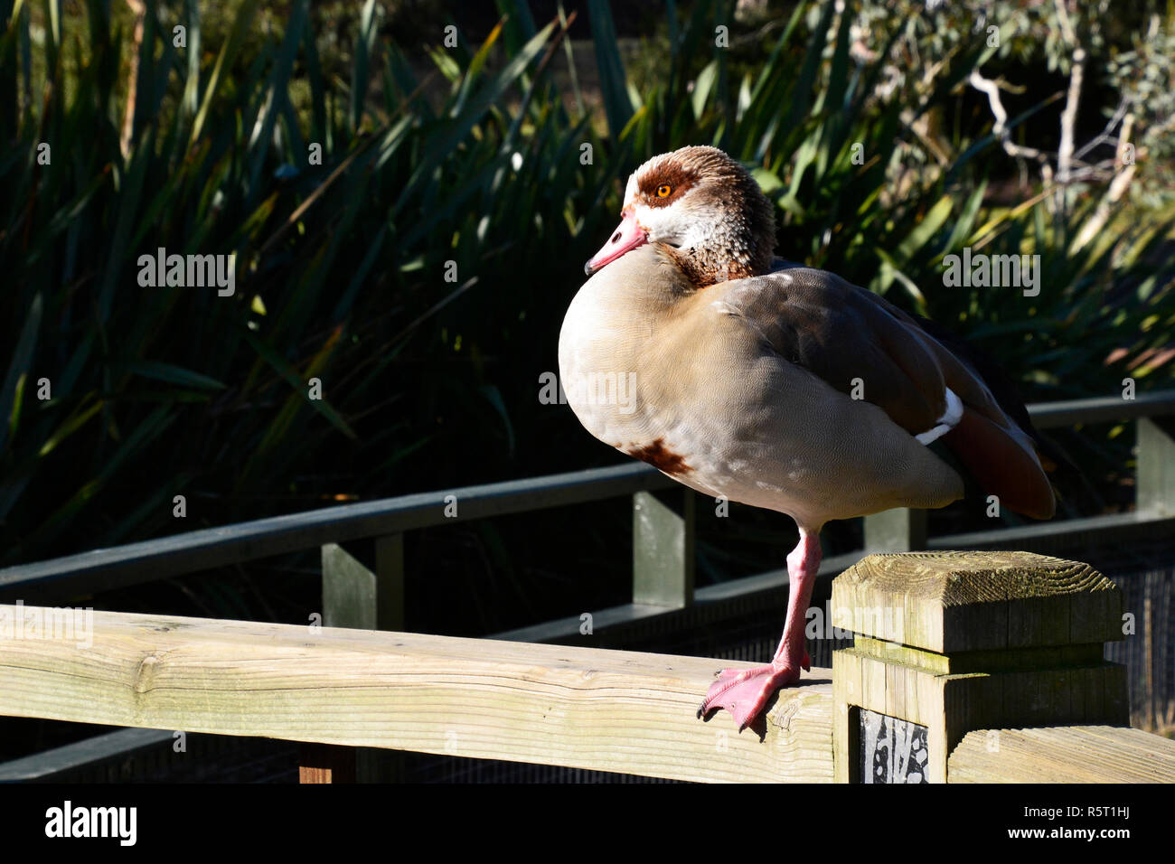 Egyptian Goose at the WWT London Wetland Centre, Queen Elizabeth's Walk SW13 Stock Photo