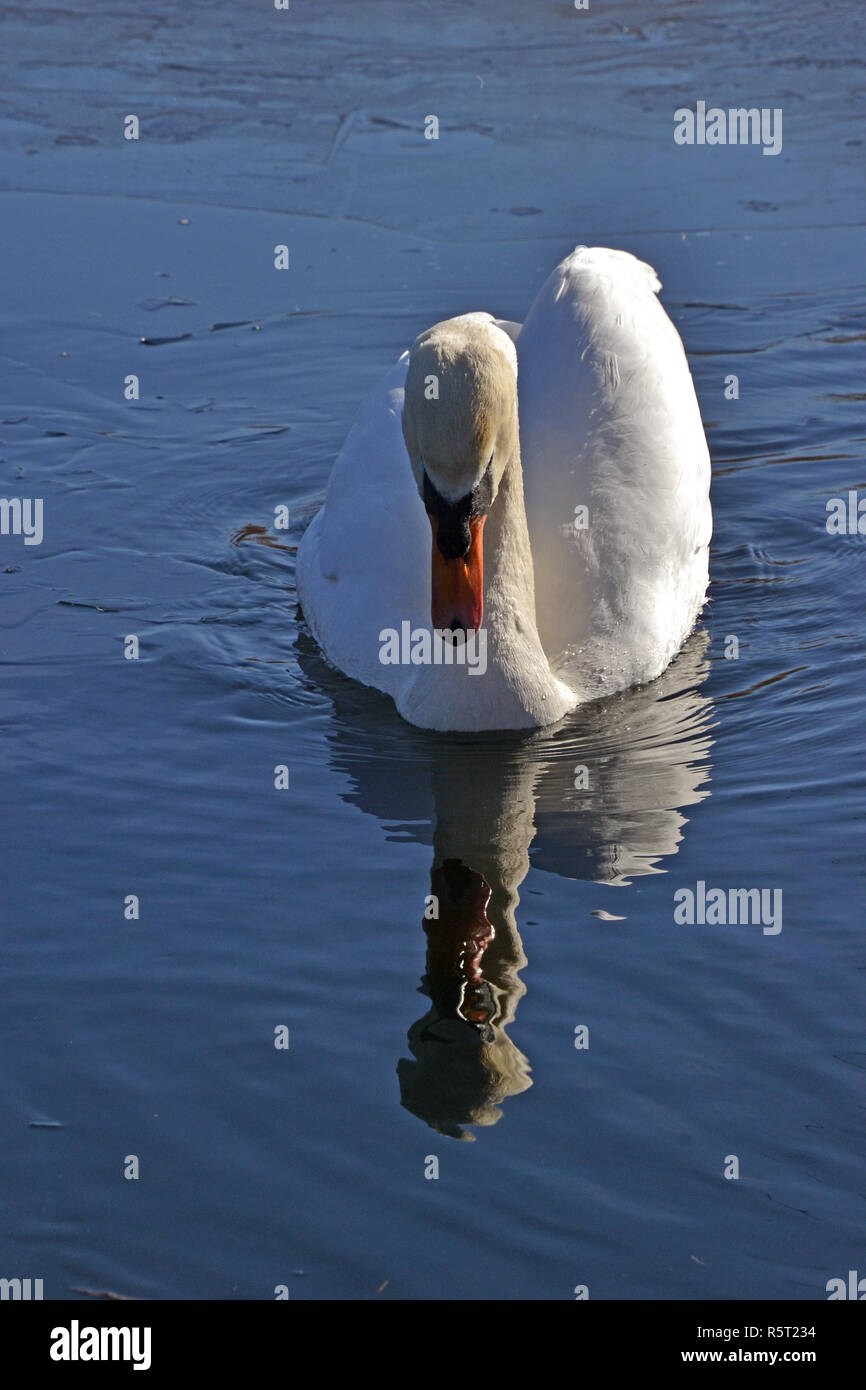 London mute swans hires stock photography and images Alamy
