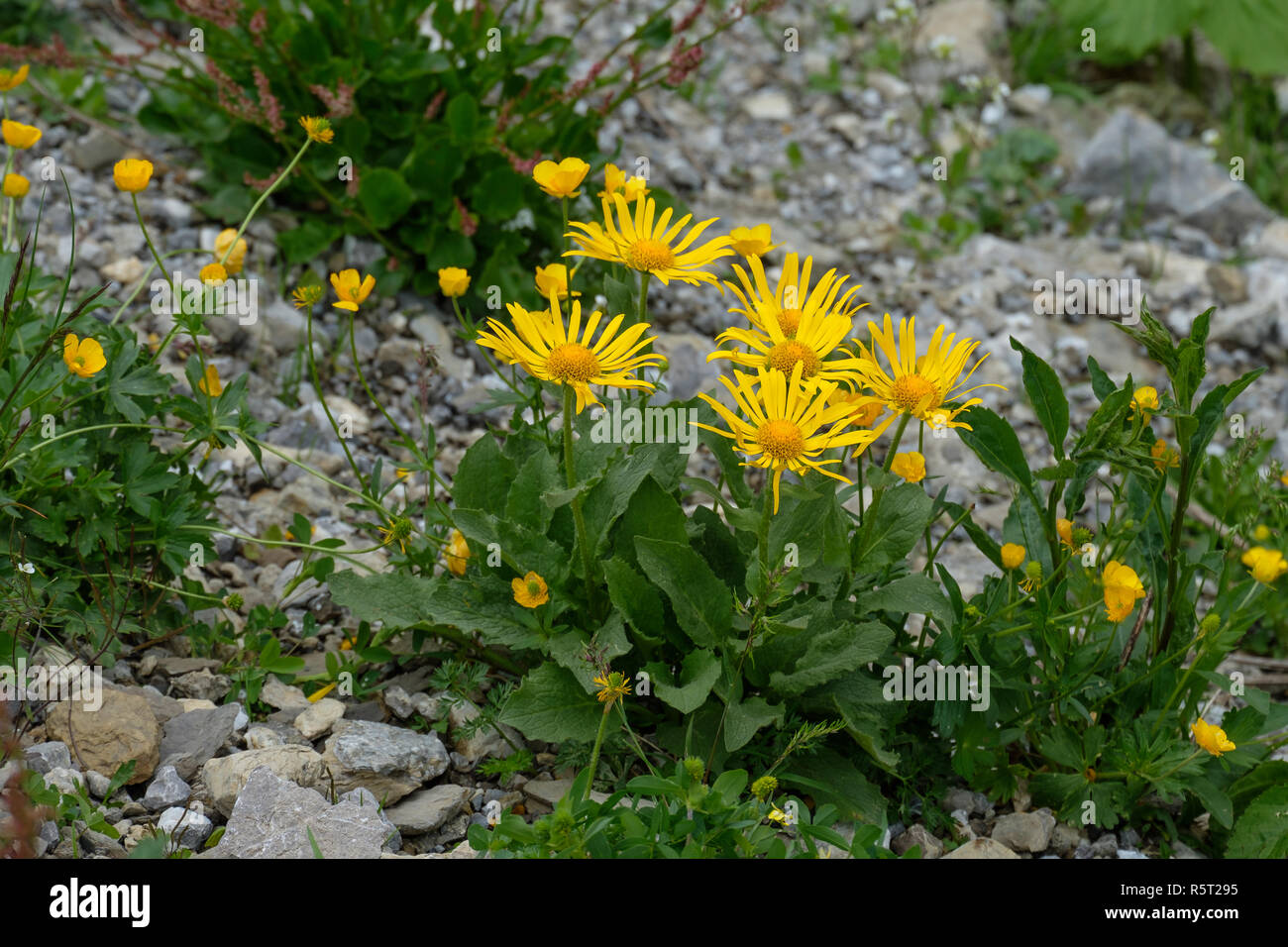 large-flowered gÃ¤mswurz (dornicum grandiflorum) with yellow bloom Stock Photo