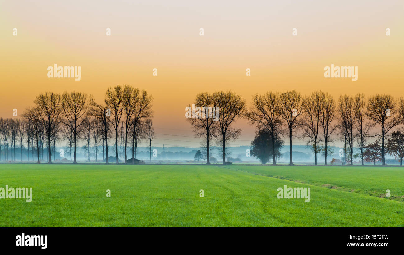 Sunset with row of trees  at rural Dutch agriculture area Stock Photo