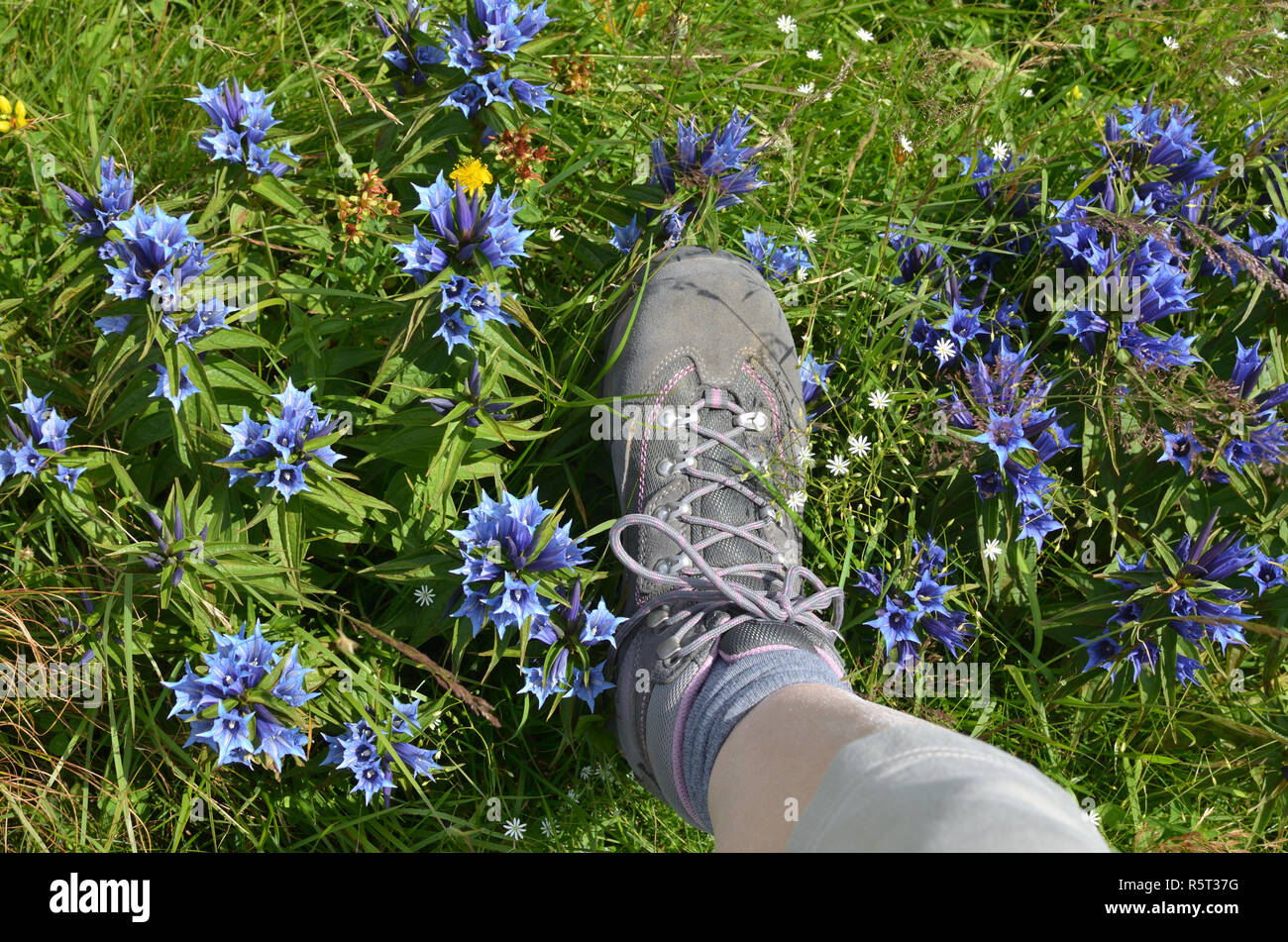Leg in tracking shoe stepping on mountain field with wild flowers Stock