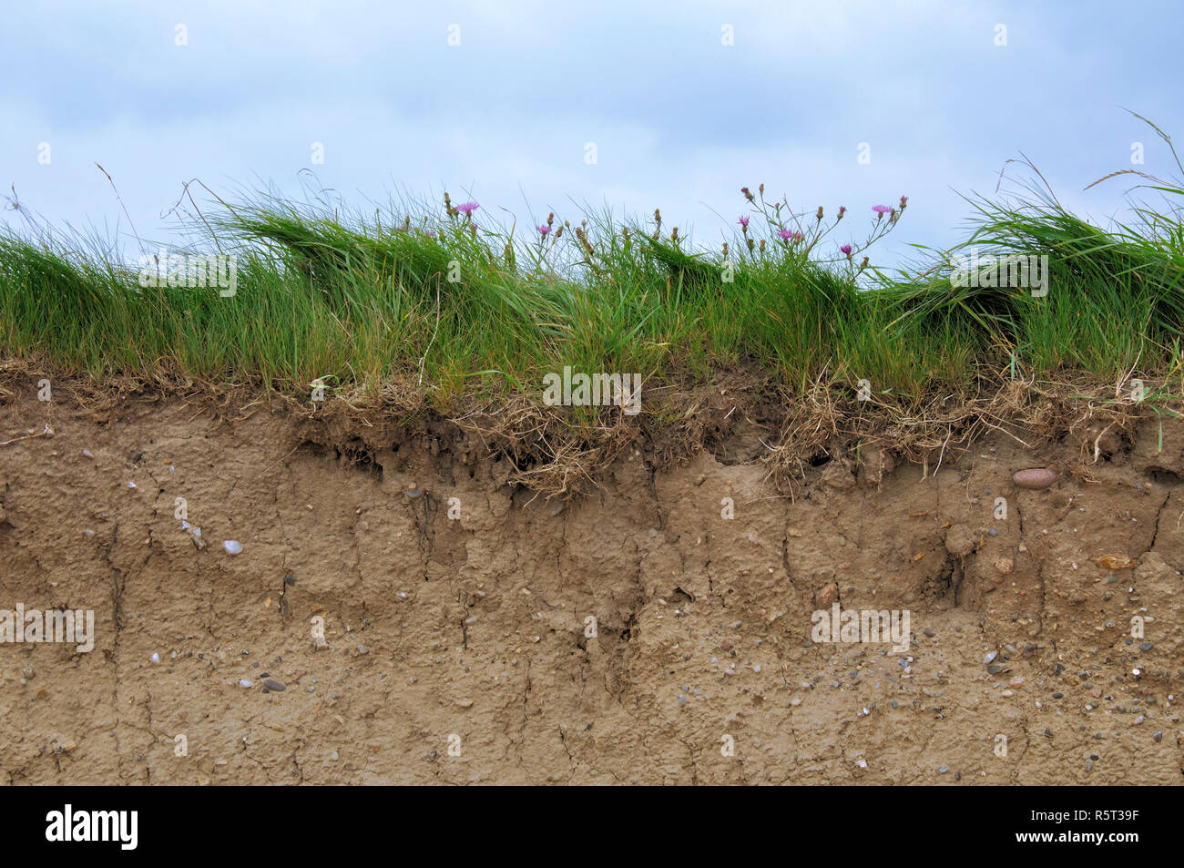 Soil plants cross section hi-res stock photography and images - Alamy