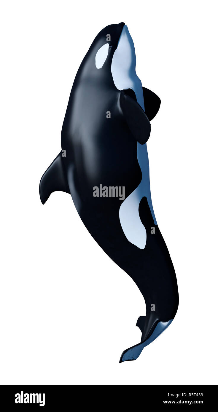 3D Rendering Orca Killer Whale Calf on White Stock Photo - Alamy