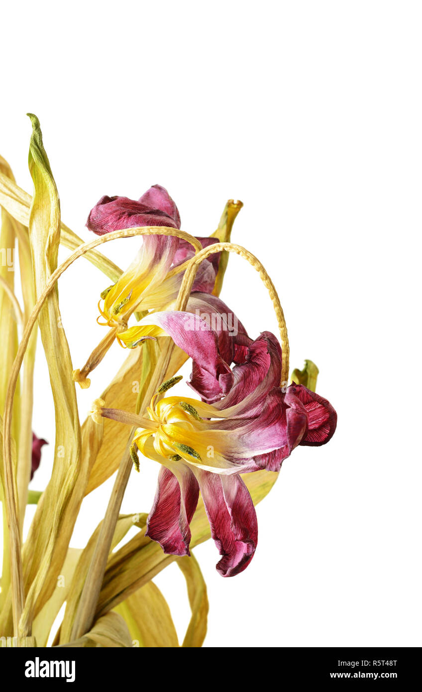 Wilted bouquet of tulips isolated on white Stock Photo Alamy