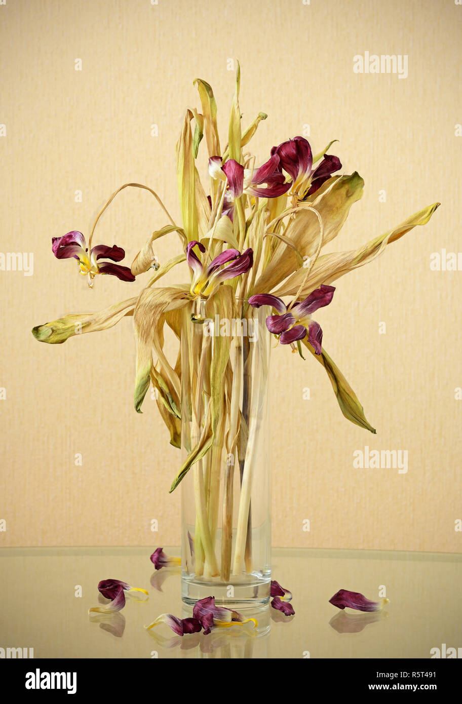 Wilted bouquet of tulips on a glass table Stock Photo Alamy