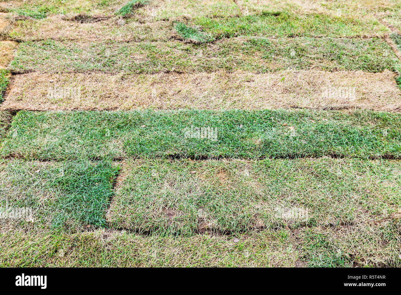new slices of turf laid on the field Stock Photo Alamy