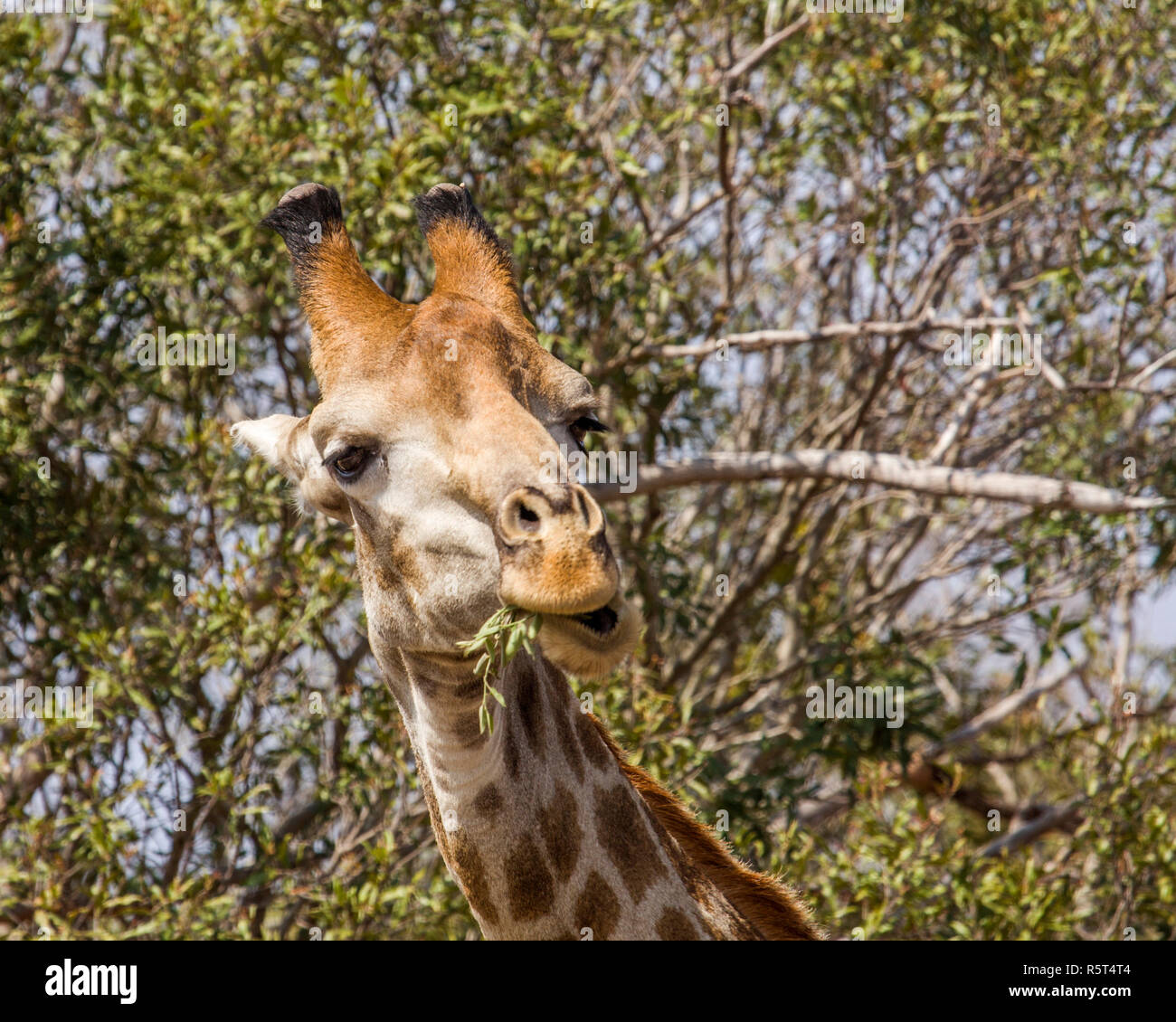 a funny giraffe grimacing in the bush in Kruger park, South Africa Stock Photo