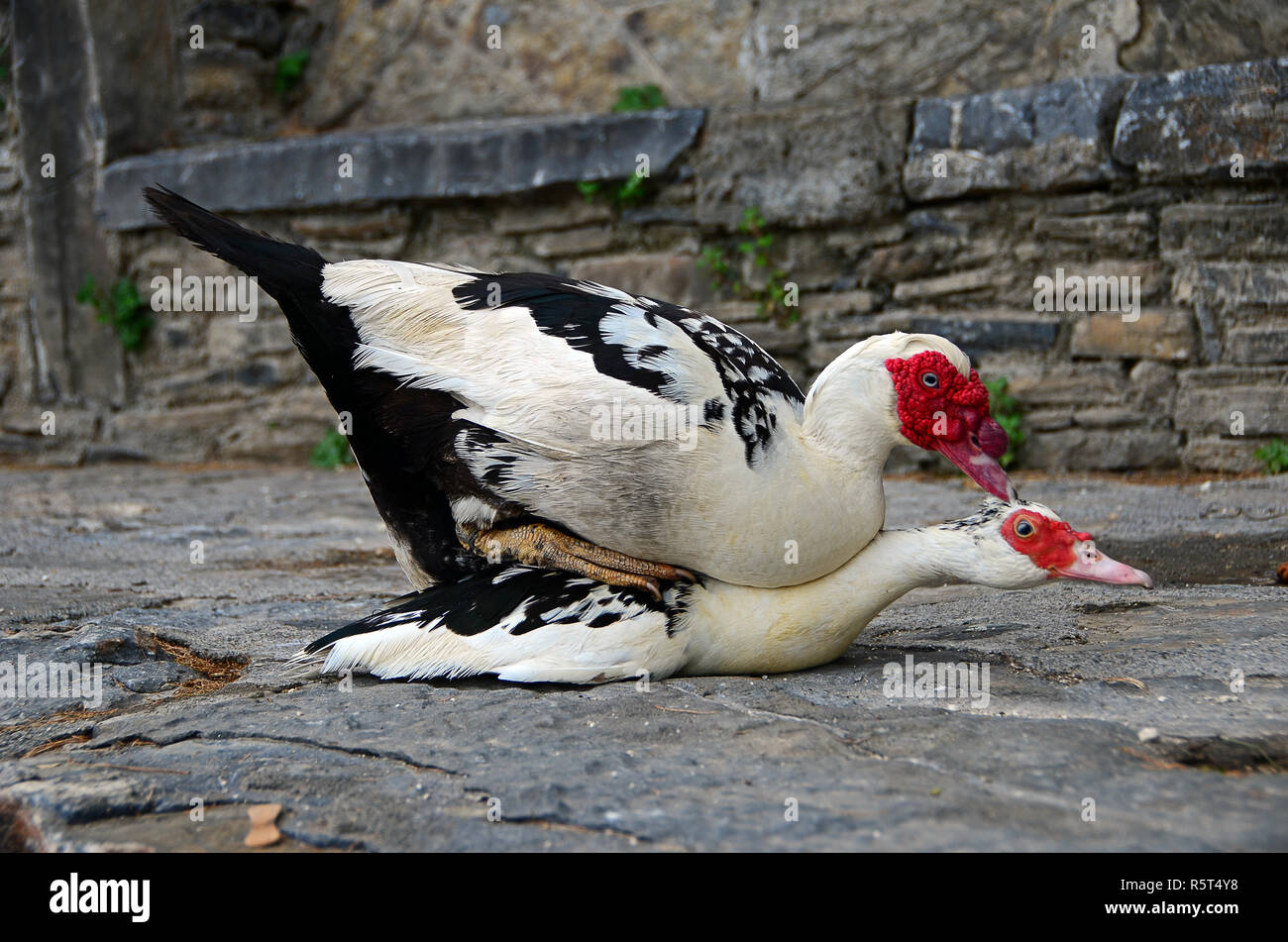 ducks at the mating Stock Photo