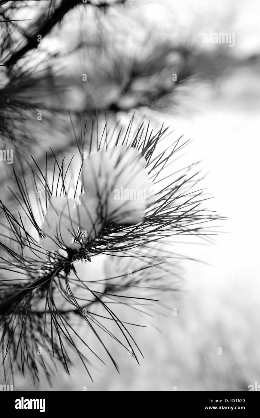 pine branch covered with snow, close-up, garden in blur Stock Photo - Alamy
