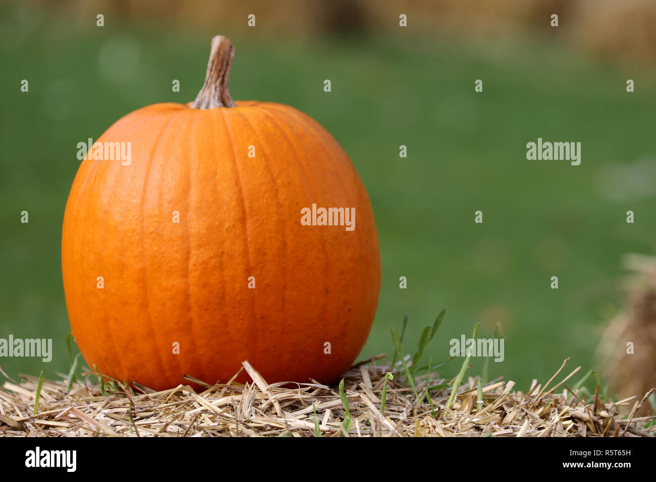 orange pumpkin on straw in autumn Stock Photo - Alamy