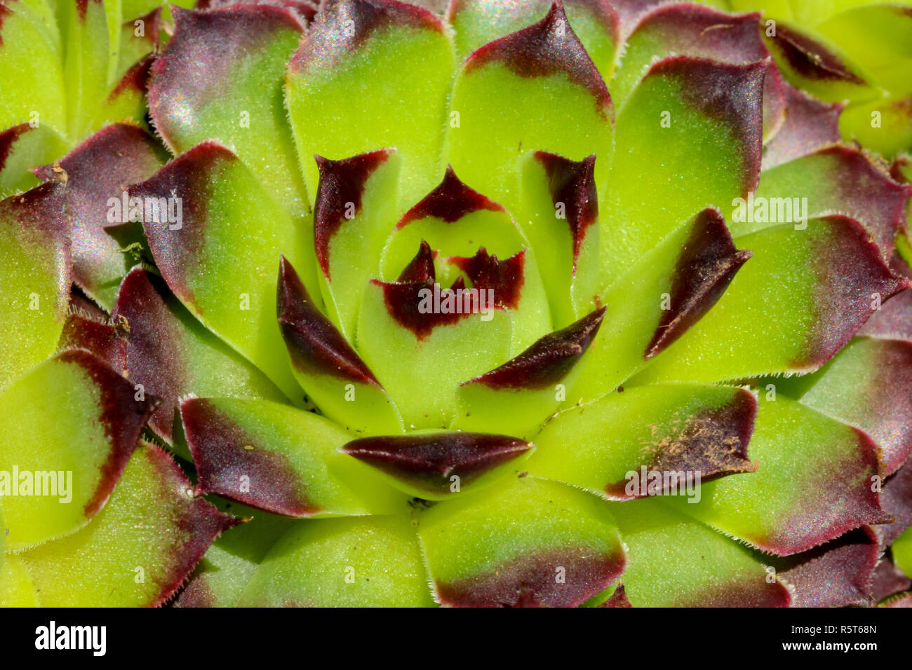 Close up of  house leek succulent plants taken in Cardiff, South Wales, UK Stock Photo