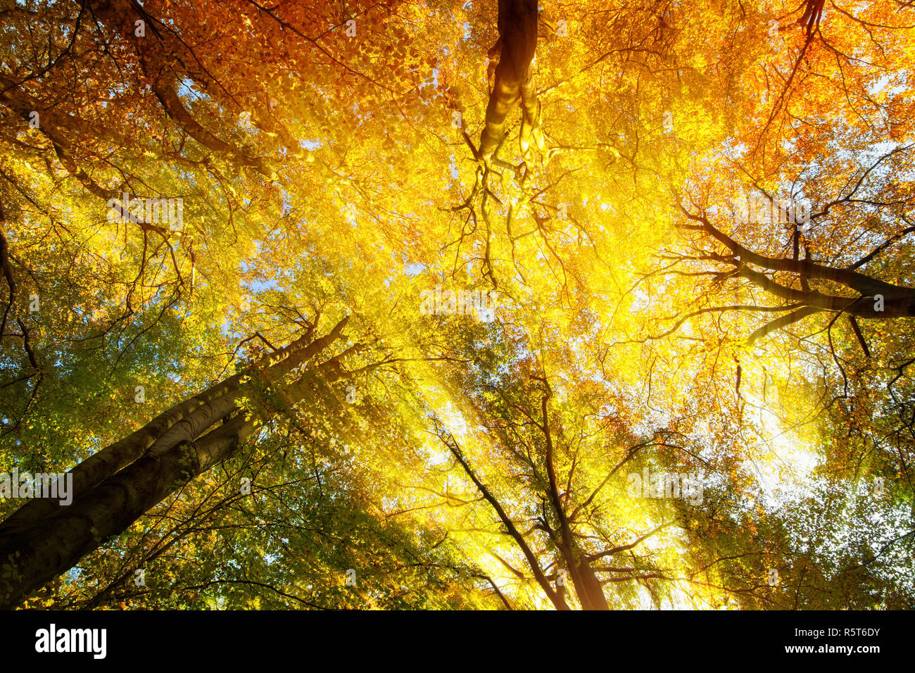 colorful canopy with warm sun rays in autumn Stock Photo