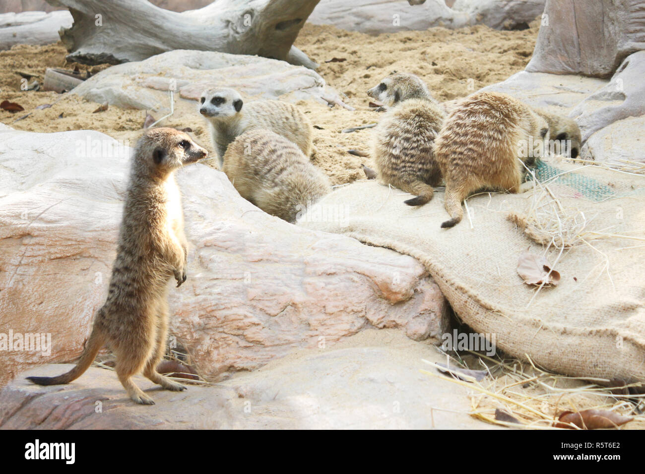 Meercat Guard Meerkat Stand guard Stock Photo - Alamy