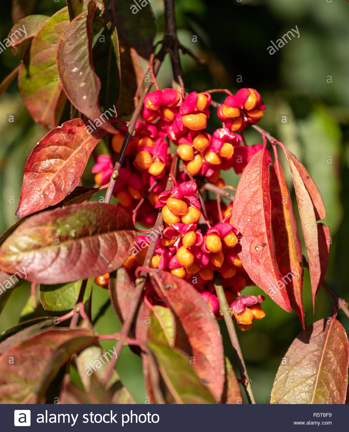 Spindle Euonymus Europaeus Pink Berries Stock Photos & Spindle Euonymus