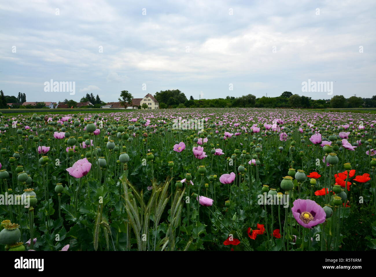 poppy cultivation in the south palatinate Stock Photo