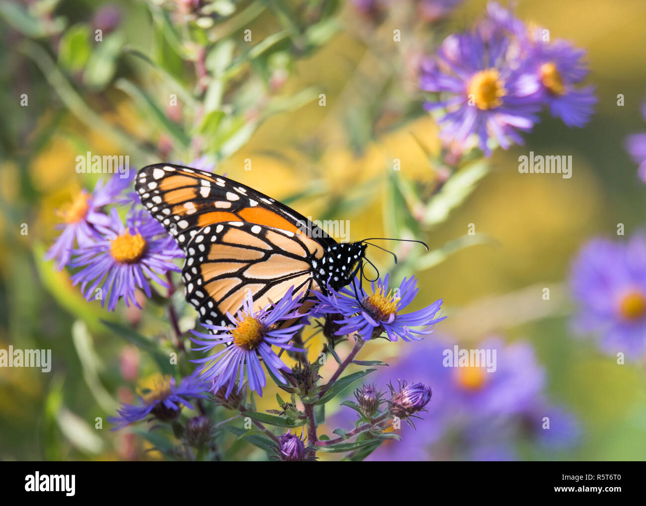 A Monarch butterfly (Danaus plexippus) perched on New England Aster (Symphyotrichum novae-angliae) at Humber Bay Park in Toronto, Ontario, Canada. Stock Photo