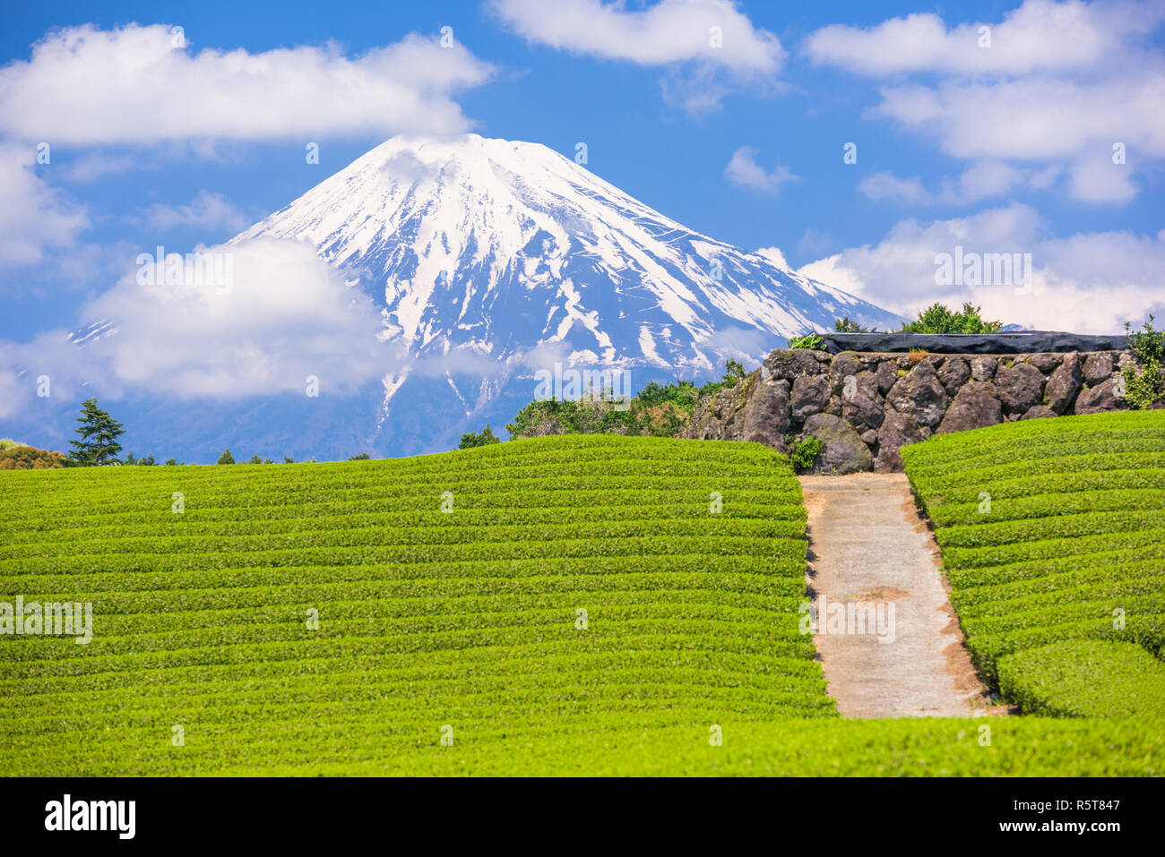 Fuji, Japan at Mt. Fuji and tea fields. Stock Photo