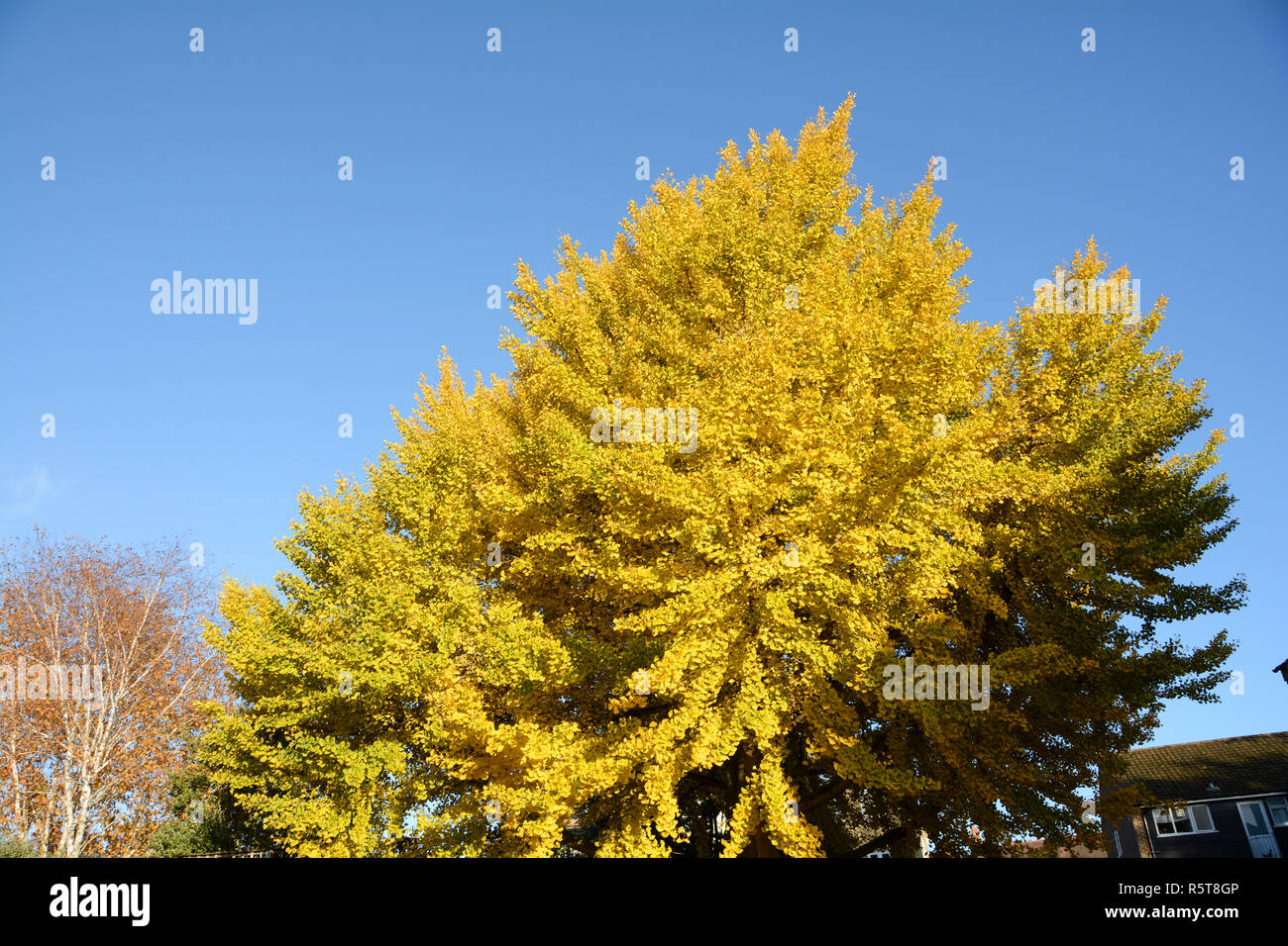 A deciduous Ginkgo Biloba (Maidenhair) tree in the afternoon sun. Stock Photo