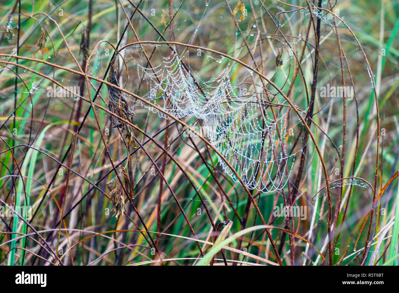 Cobwebs on the wet grass Stock Photo