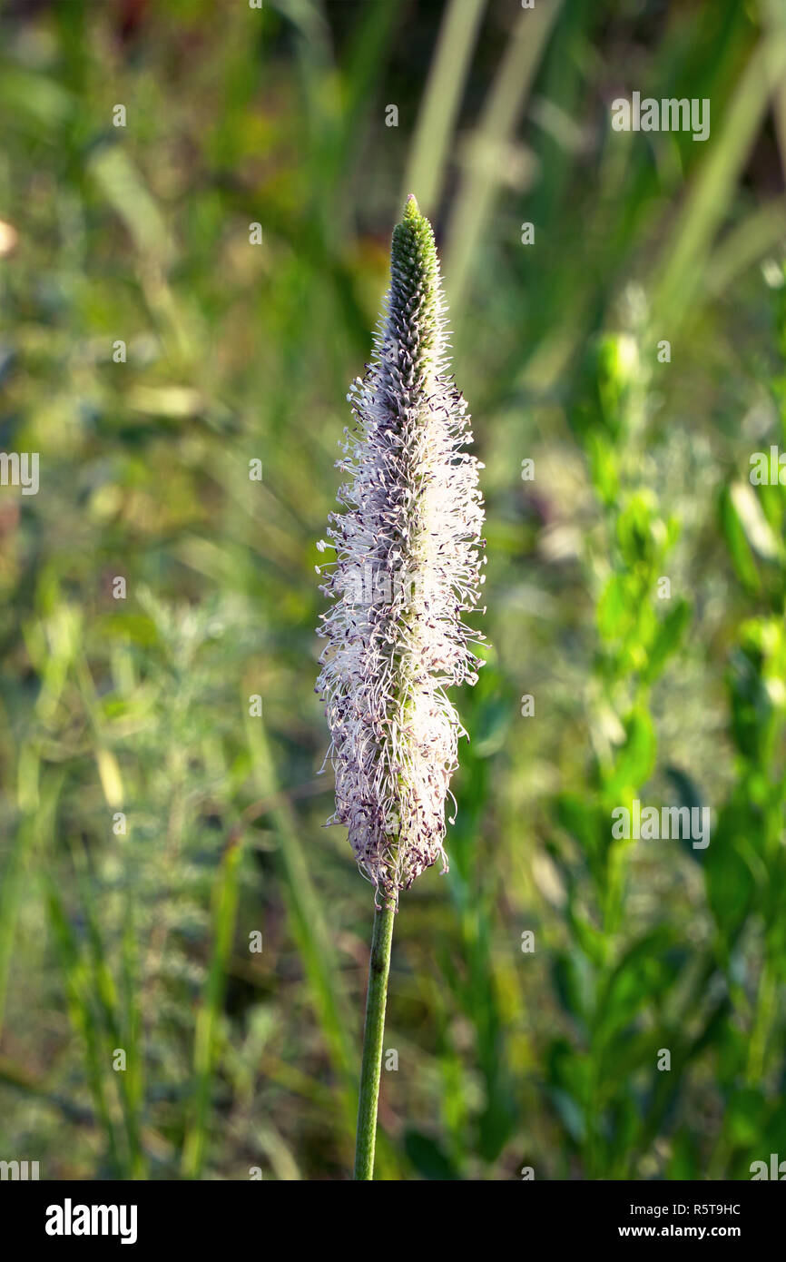 Blooming Medicinal Plantain plant on a natural background Stock Photo