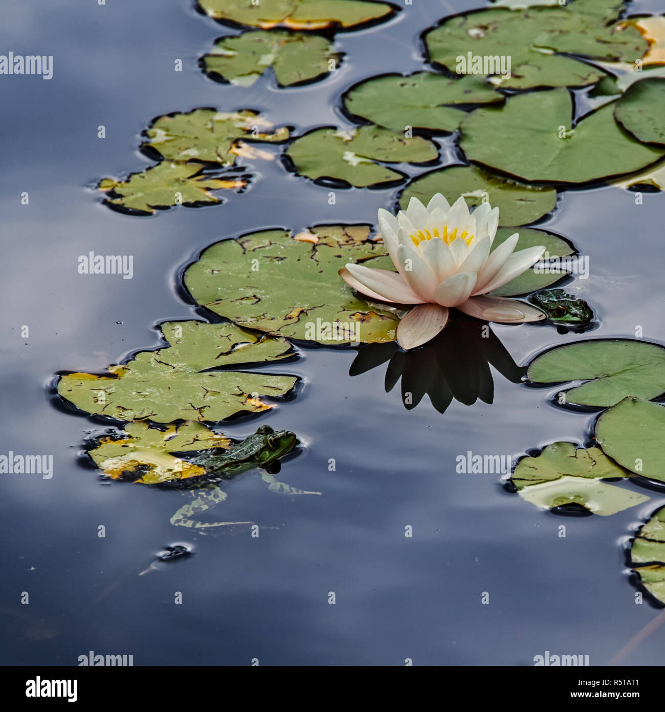 Water lily Stock Photo