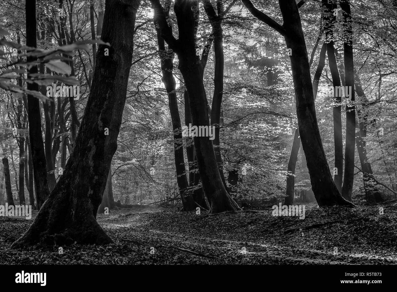 Speulderbos The 'dancing' trees Speulder- and Sprielderbos one of the oldest and most beautiful forests in the Netherlands. Stock Photo