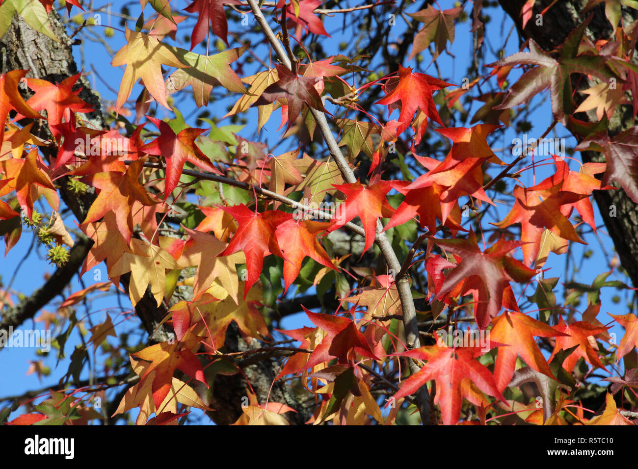 leaves of an american sweet gum Stock Photo