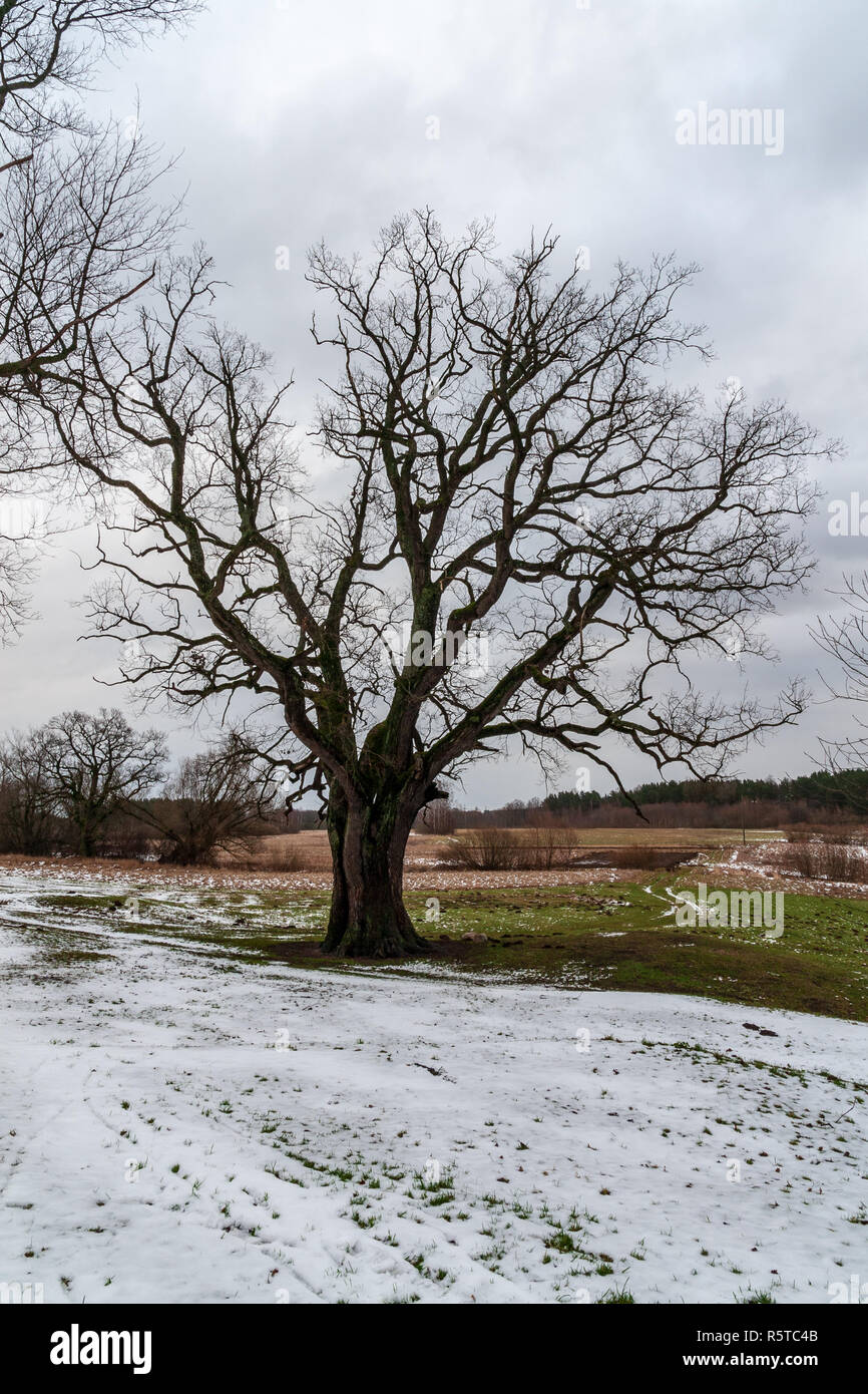 single isolated large big tree in nature environment with huge trunk ...