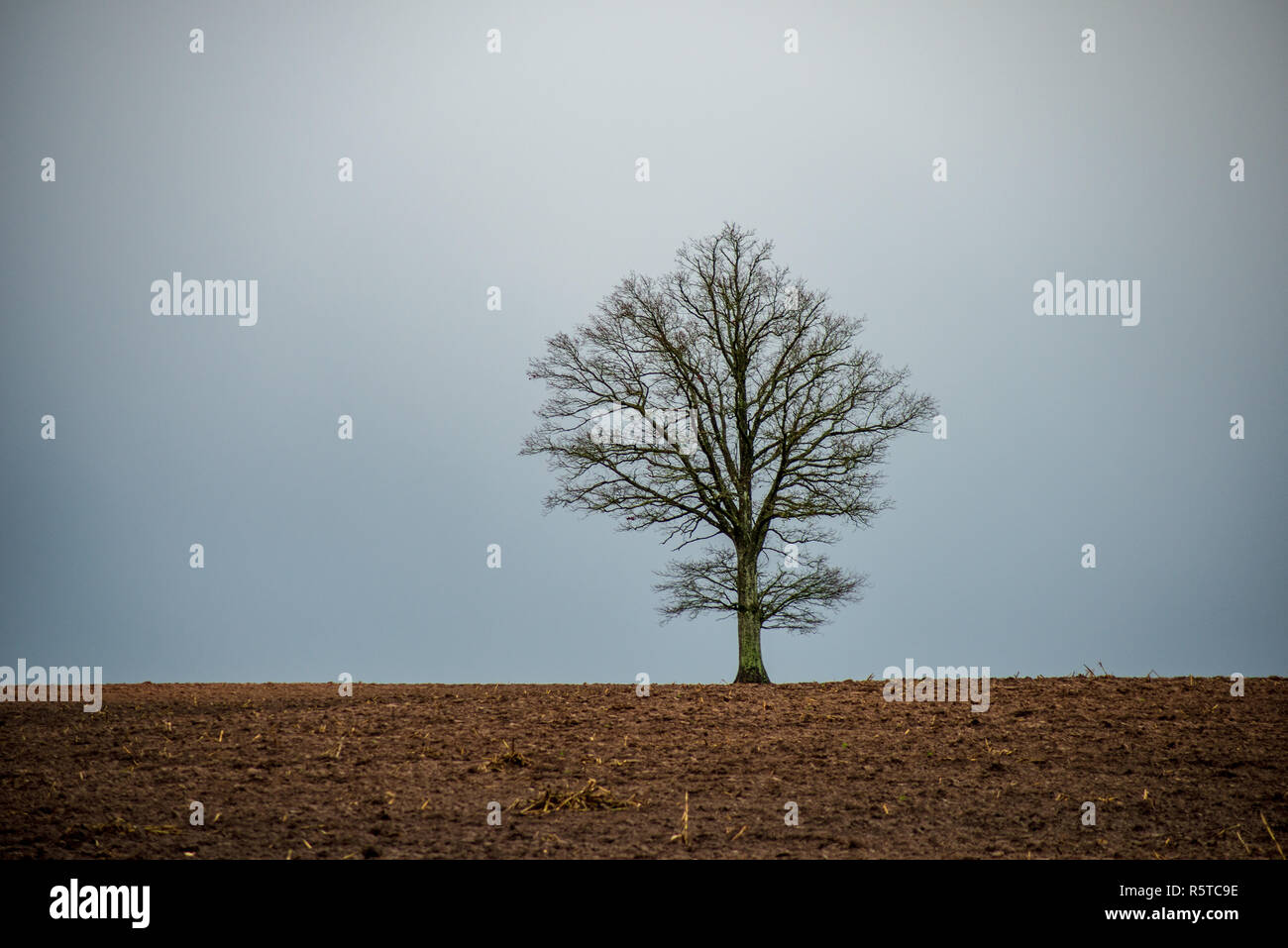 single isolated large big tree in nature environment with huge trunk ...