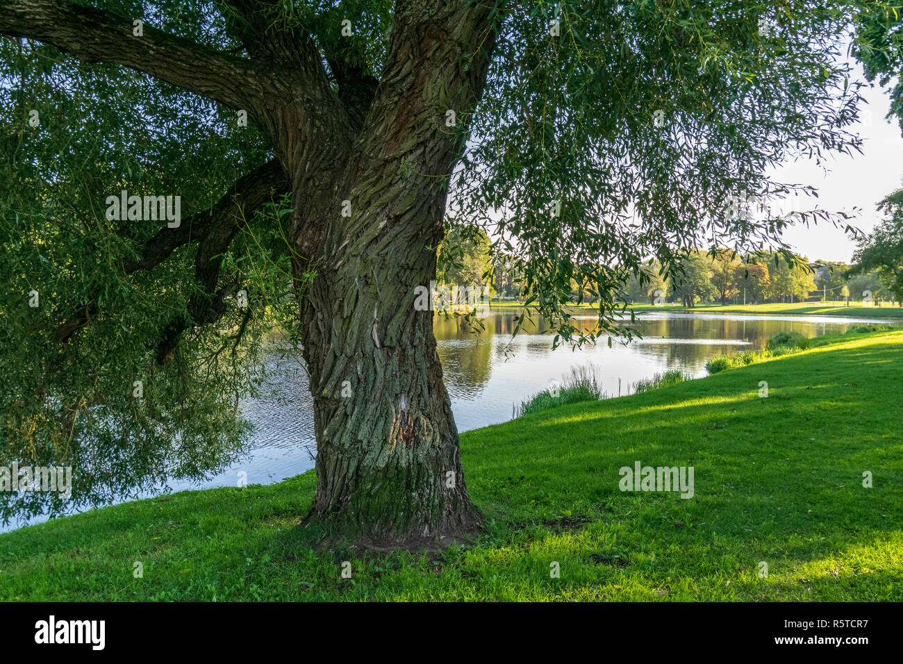single isolated large big tree in nature environment with huge trunk ...