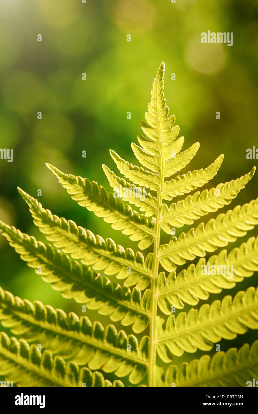 Light green fern leaves hi-res stock photography and images - Alamy