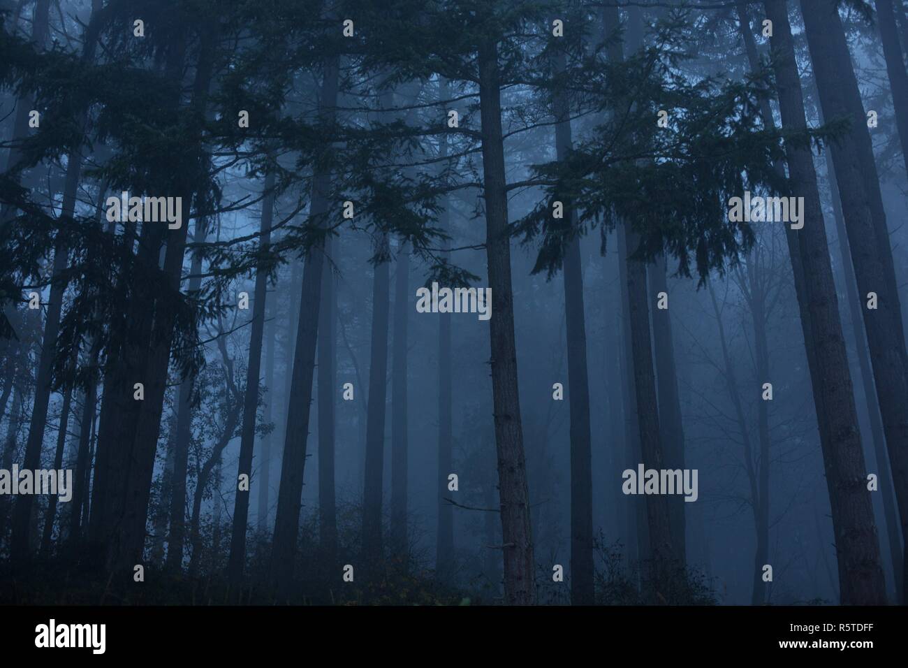 Dark foggy forest hi-res stock photography and images - Alamy