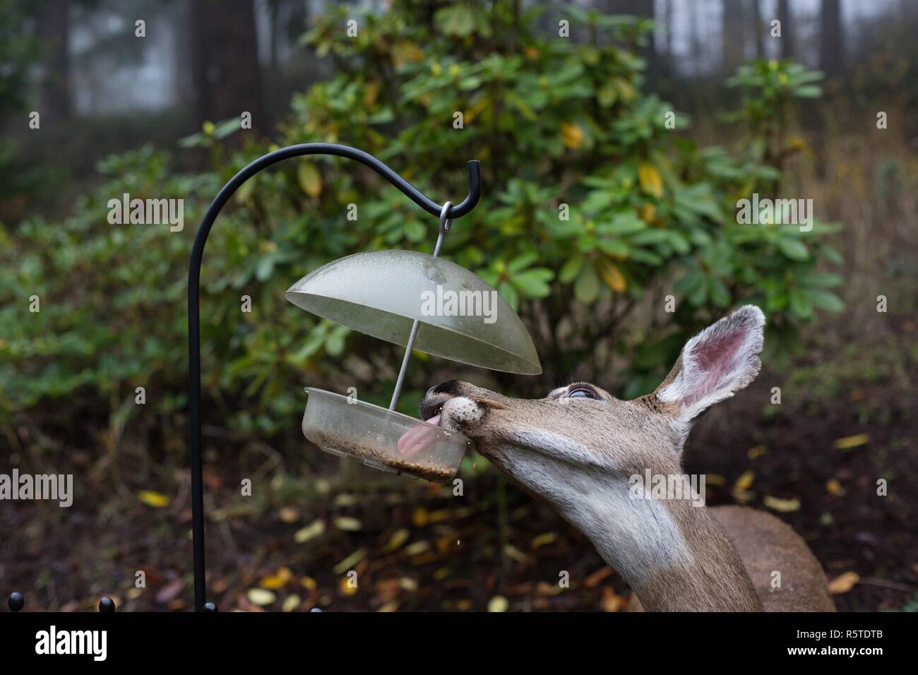 A deer eating out of a bird feeder in suburban Eugene, Oregon, USA Stock Photo Alamy