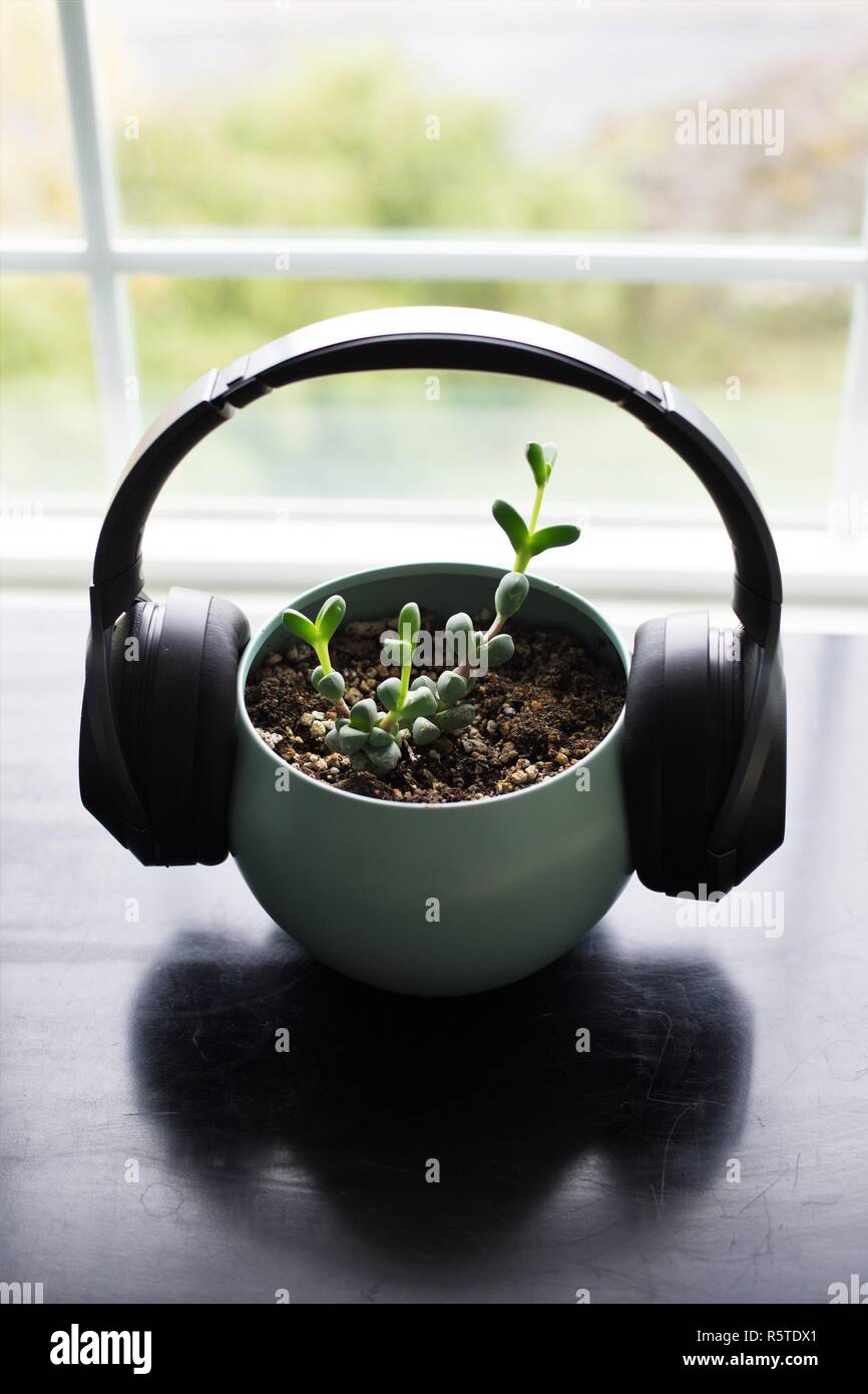 Succulent Plant Stock Photos & Succulent Plant Stock Images Alamy