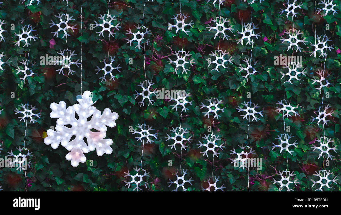 Snowflakes shaped lighting on a green plants wall of a garden. Christmas decoration and background with empty copy space for Editor's text. Stock Photo