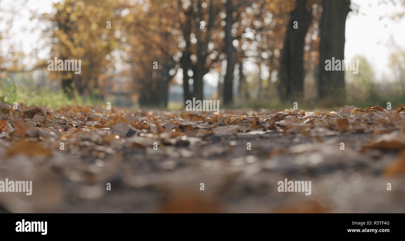 Closeup low angle falling autumn oak leaves in park Stock Photo - Alamy