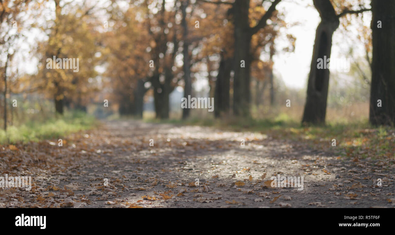Falling oak leaves hi-res stock photography and images - Alamy