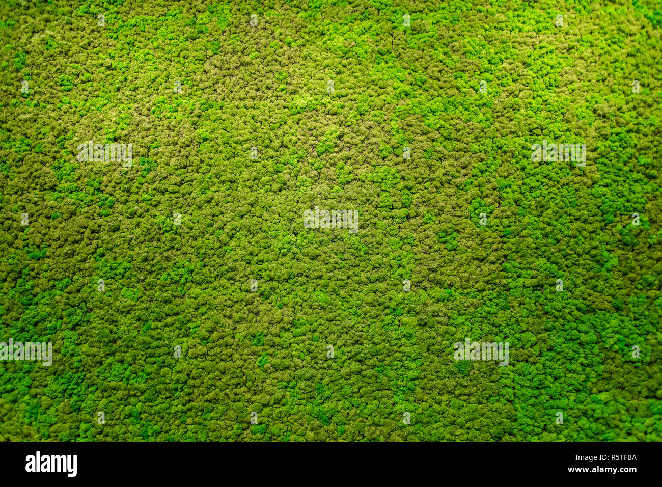 Green moss beautiful texture with good outdoor light Stock Photo