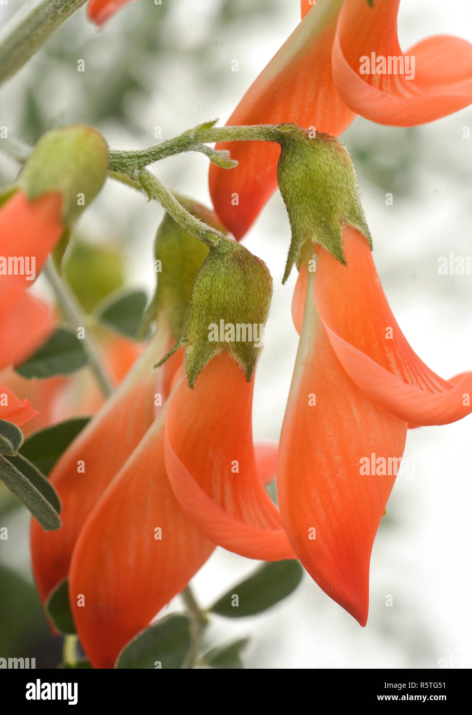Sutherlandia frutescens-(Cancer Bush)-3 Stock Photo