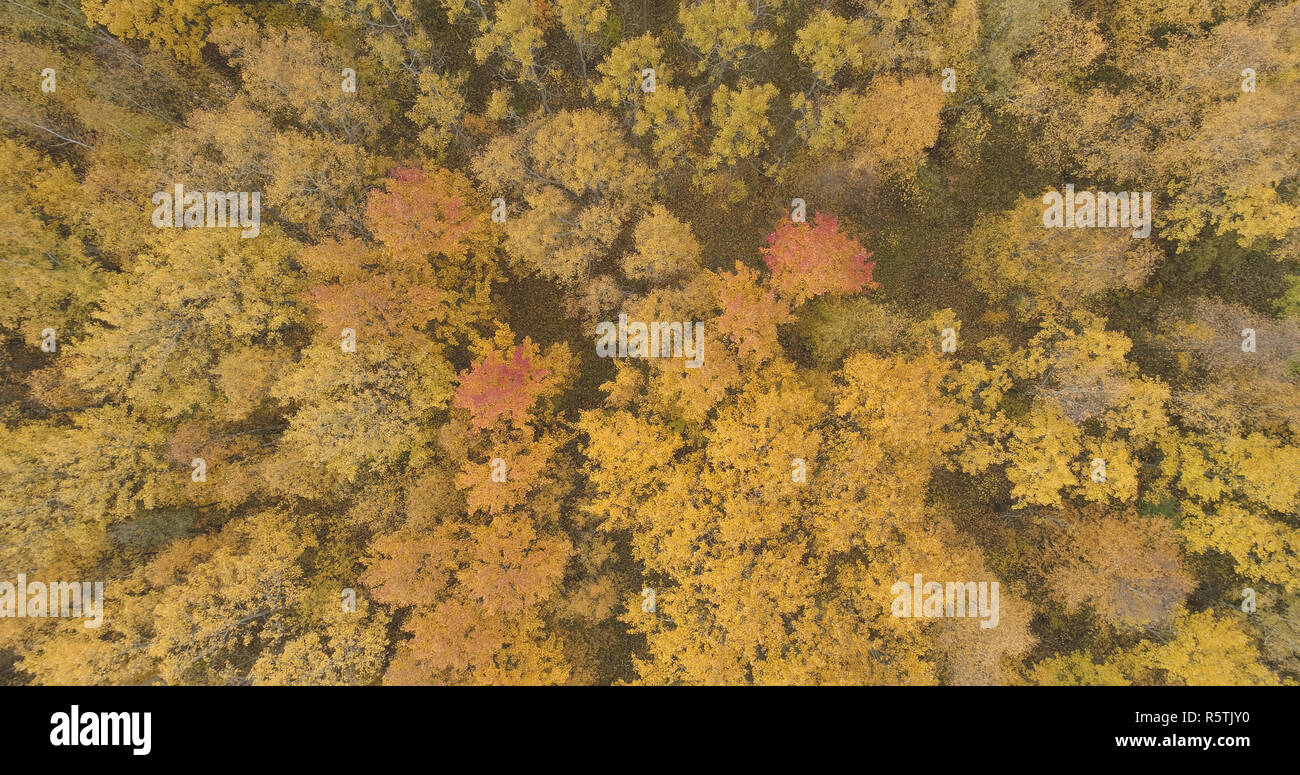 Aerial top view over yellow golden birch forest in autumn Stock Photo ...