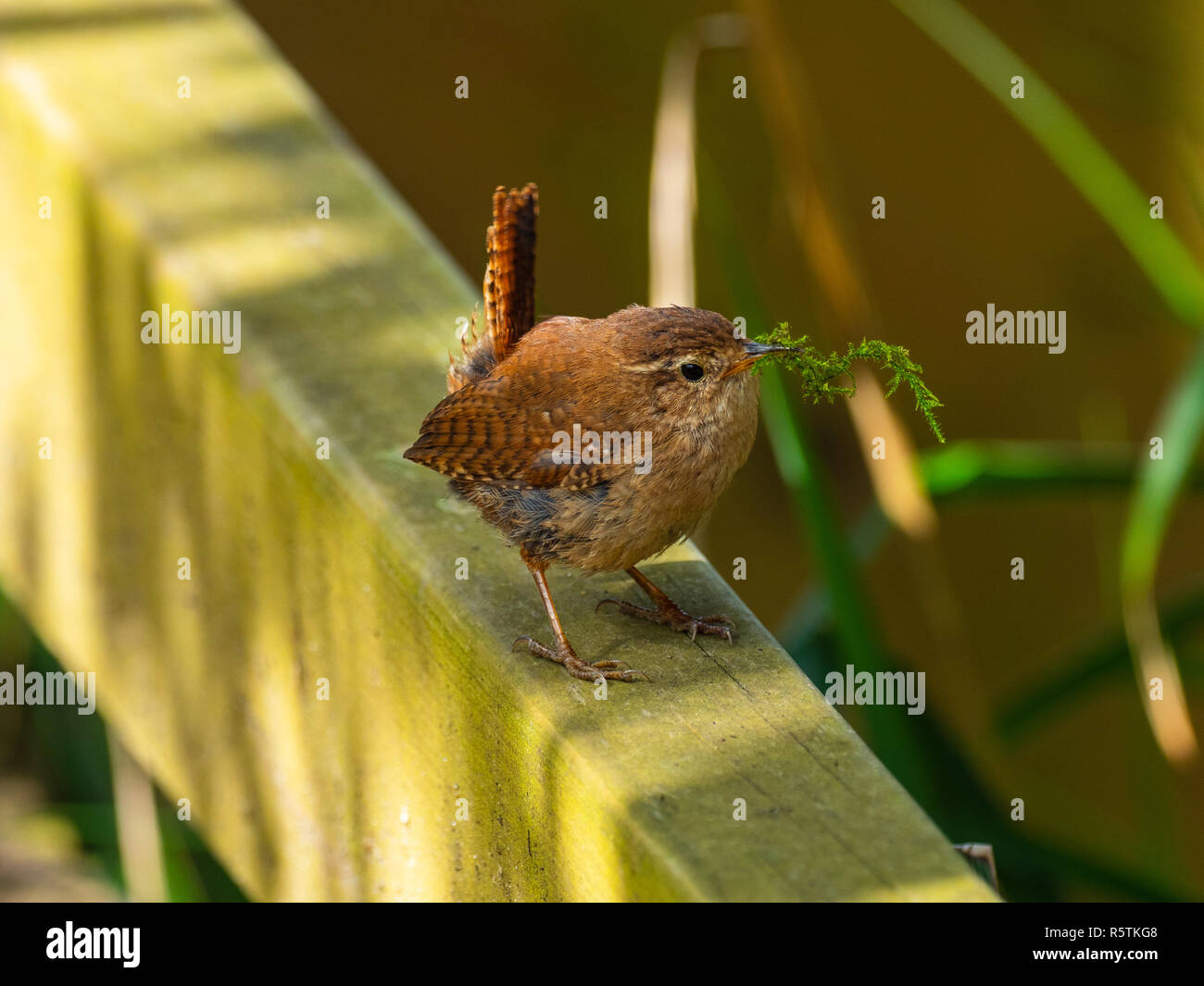 Wren on a Post With Grass in its Beak Stock Photo